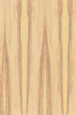 dişbudak ağaç ahşap yapı doku arka plan yüzey duvar kağıdı yüksek boyutu