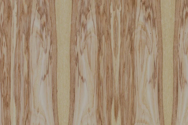 dişbudak ağaç ağaç yapısı doku arka plan yüzey duvar kağıdı