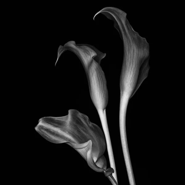 Calla Lilien auf schwarzem Hintergrund. Monochromes Bild — Stockfoto