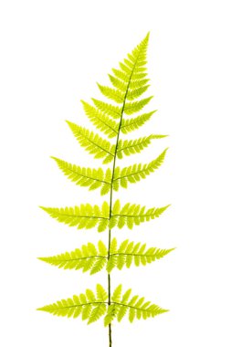 Beyaz arka planda çiçekler ve eğreltiotu