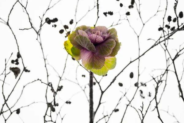 Blume Brassica Oder Grünkohl Isoliert Auf Weiß — Stockfoto