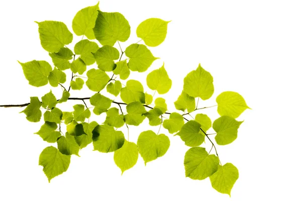 Folhas Pequenas Verdes Fundo Branco — Fotografia de Stock