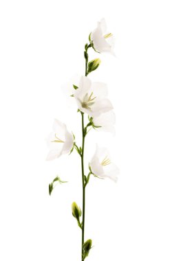 Beyaz arkaplanda izole edilmiş beyaz çiçek çanı