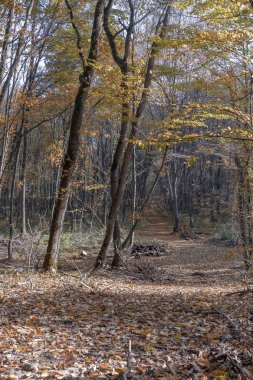 Sonbahar dağ orman aydınlatmak güneş gün.