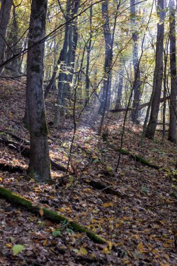 Sonbahar dağ orman aydınlatmak güneş gün.
