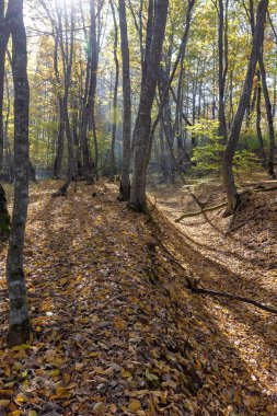 Sonbahar dağ orman aydınlatmak güneş gün.