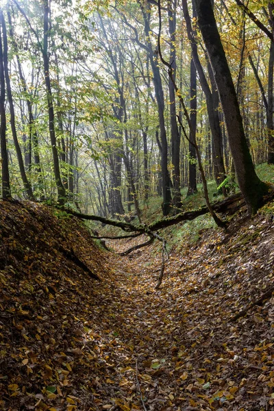 Осінь Гірському Лісі Освітлює Сонячний День — стокове фото