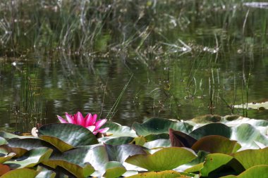 Yaz Havzası pembe lotus tarihlerde.