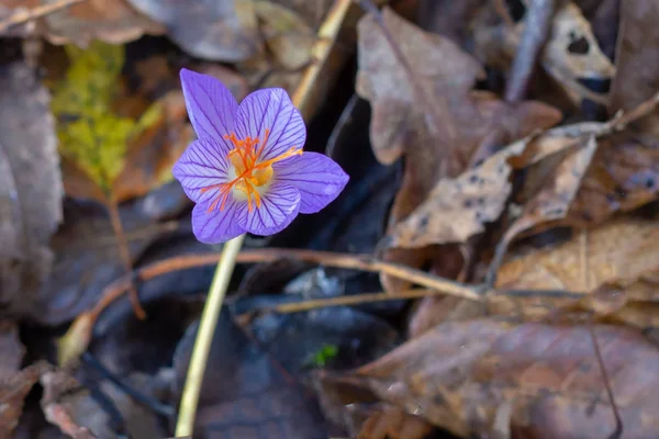 Poslední Květy Kvetly Lese Pozdním Podzimu Textury — Stock fotografie