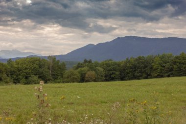 Bıyıklı çayır aydınlatmak güneş ormanı, bulut.