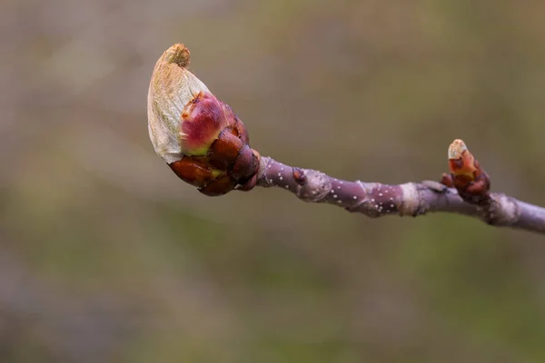 Parco Delle Piante Dei Fiori Fioritura Spirale — Foto Stock