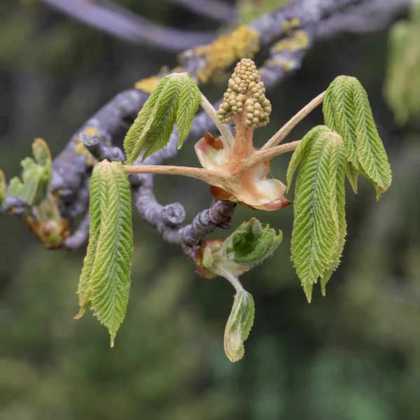 Växter Och Blommor Park Spiring Blommande — Stockfoto