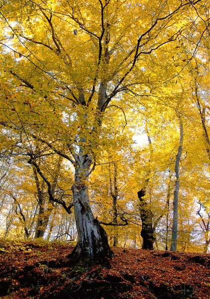 Automne Dans Arbre Ville Fleurs Dans Journée Ensoleillée — Photo