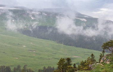 Bıyıklı orman puslu gün sabah.