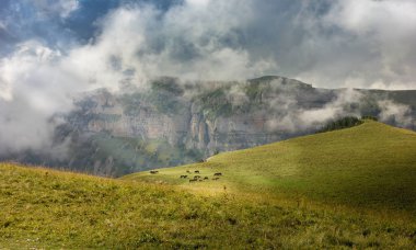 Bıyıklı çayır sürdü atların aydınlatmak güneş.
