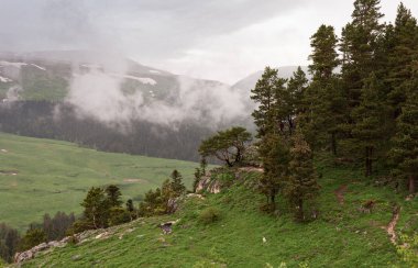 Düşük bulutlu ormanda bıyıklı çayır.