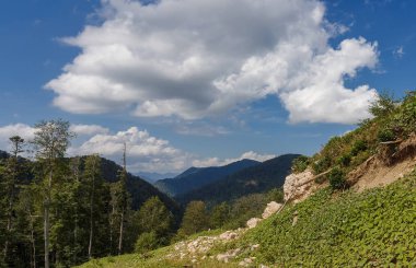 Bıyıklı orman dağ güneşli bir gün.