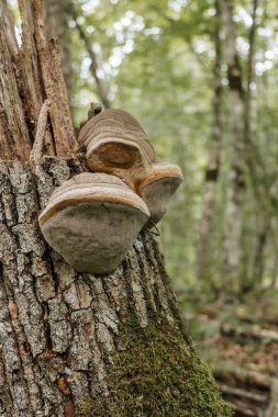 Mantar ormanın ahşaptan zarar ve doğada bir yaşam alanı oluşturma Saprophytes mı. 