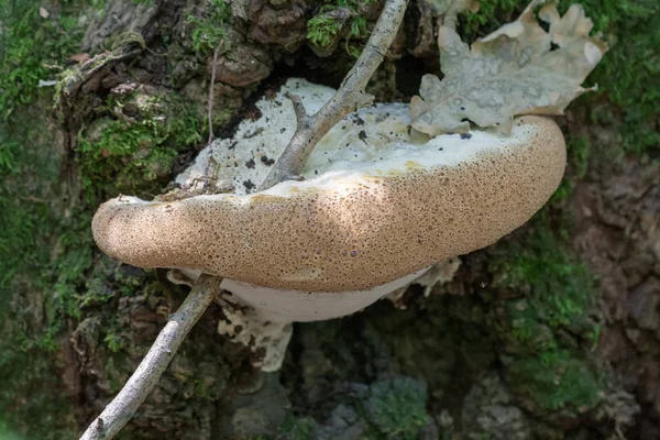 Les Mushrooms Sont Des Saprophytes Dommagant Bois Forêt Créant Habitat — Photo