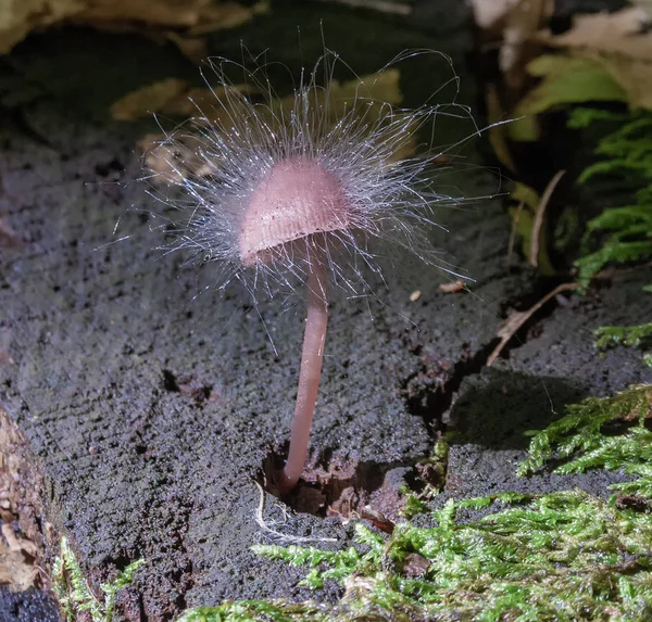 Pilze Sind Saprophyten Die Das Holz Des Waldes Schädigen Und — Stockfoto