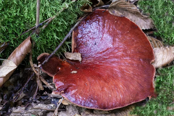 Pilze Sind Saprophyten Die Das Holz Des Waldes Schädigen Und — Stockfoto