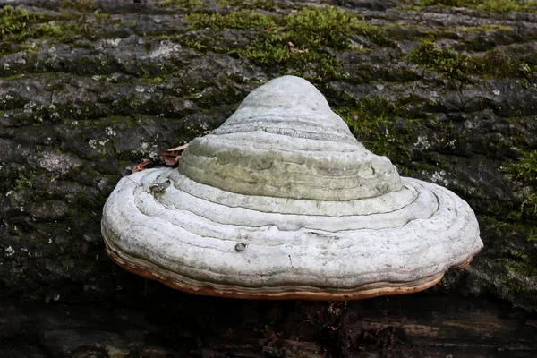 Pilze Sind Saprophyten Die Das Holz Des Waldes Schädigen Und — Stockfoto