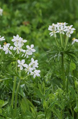 Bıyıklı kır çiçekleri yaz.