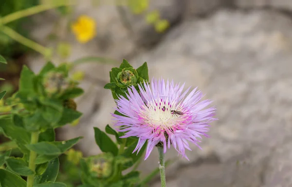 Subalpino Flores Silvestres Verano — Foto de Stock