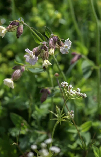 Subalpino Flores Silvestres Verano — Foto de Stock