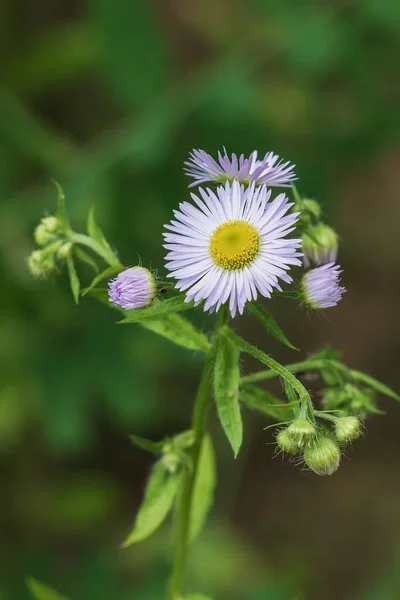 Fiori Selvatici Subalpine Estate — Foto Stock