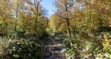 Camring aileler için doğal ahşap yapılmış dağ evleri.