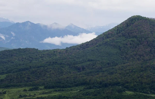 Subalpine Forest Misty Day Morning — Stock Photo, Image