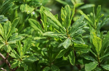 Bıyıklı kır çiçekleri yaz.