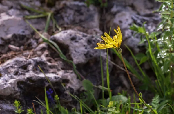 Létě Subalpský Divoké Květiny — Stock fotografie