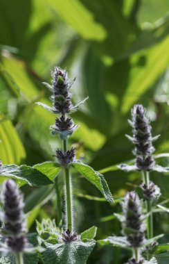 Bıyıklı kır çiçekleri sommer.