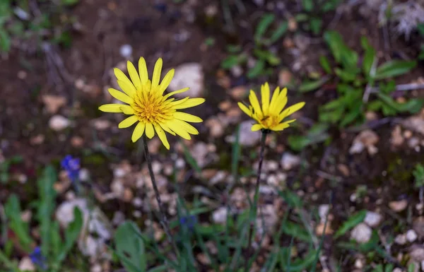 Fiori Selvatici Subbalpini Estate — Foto Stock