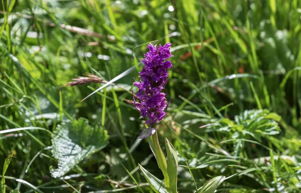 Subalpino Flores Silvestres Sommer — Foto de Stock