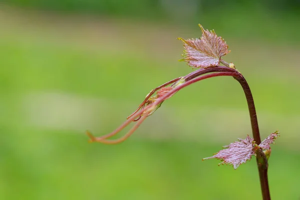 Vinha Natureza Acordar — Fotografia de Stock