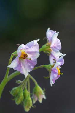 Doğada uyanış, çiçekli bitkiler bahar.