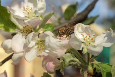 Doğa bahar çiçekli bitkilerde uyanış.
