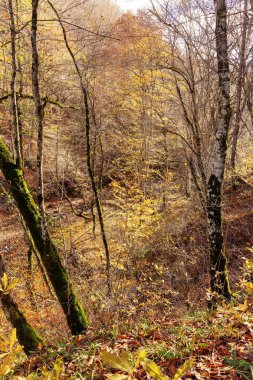 Nehir dağ sonbahar vahşi Turizm treck.