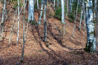 Sonbahar dağlarda eski manastır parkta.