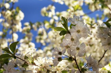 Doğa bahar çiçekli bitkilerde uyanış.