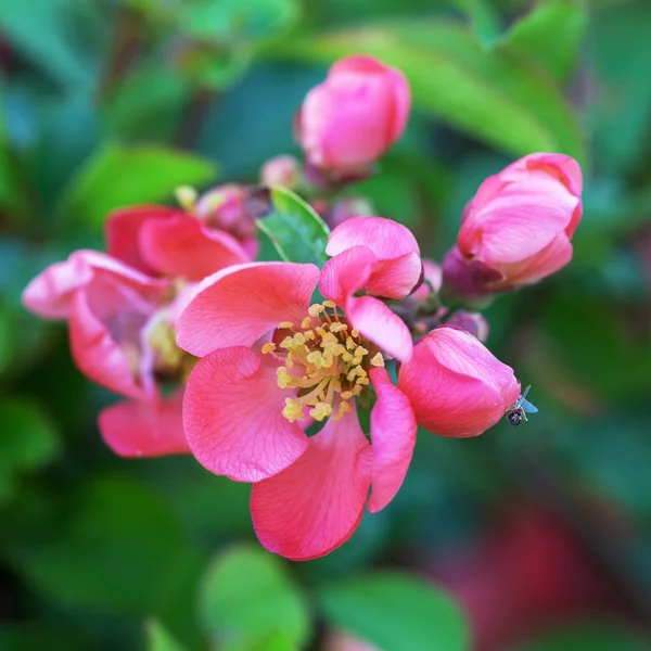 Przebudzenie Natura Wiosna Kwitnienia Rośliny — Zdjęcie stockowe