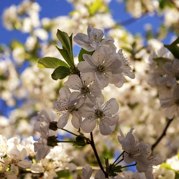 Ébredés Természet Tavasszal Virágzó Növények — Stock Fotó