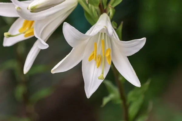 Białe Kwiaty Lilium Letni Dzień Zbliżenie Lilium Candidum — Zdjęcie stockowe