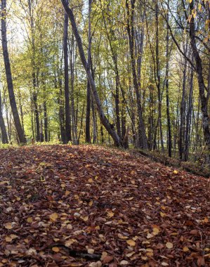 Ormanda sonbahar Ulusal Park.