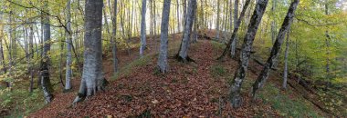 Ormanda sonbahar Ulusal Park.