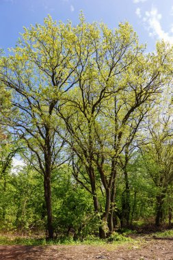 Baharda doğanın uyanışı, Parklar, ormanda, Genç yeşillik.