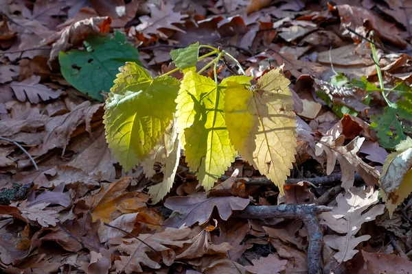Φύλλα Είναι Κίτρινα Από Δέντρα Φθινόπωρο Στο Πάρκο Της Πόλης — Φωτογραφία Αρχείου